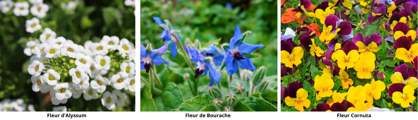 fleur 1