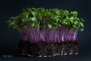 micro pousses-bordeaux 6